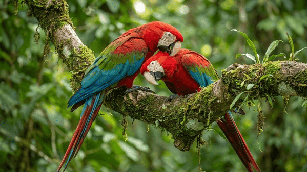 Casal de Arara Vermelha em mata fechada