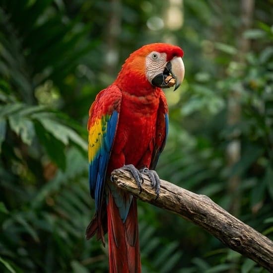 Arara Vermelha pousada em galho seco