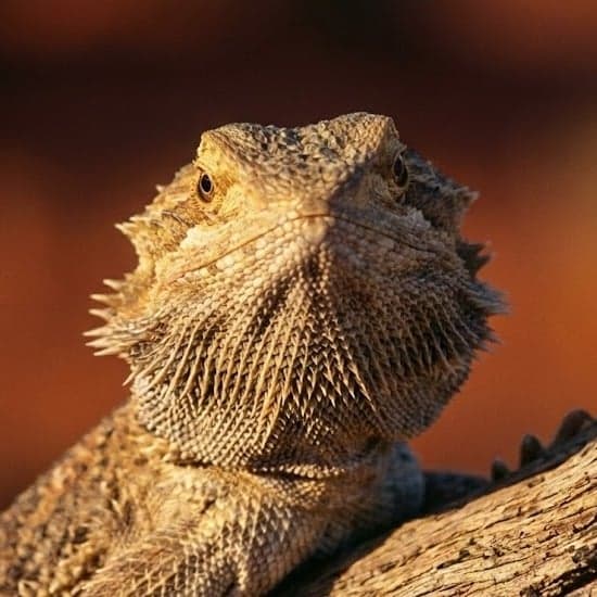 Dragão Barbudo (Pogona) em close up dentro do terrário