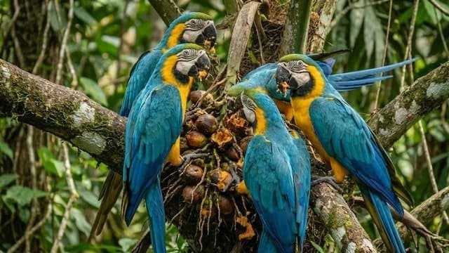 Arara Canindé — foto 7