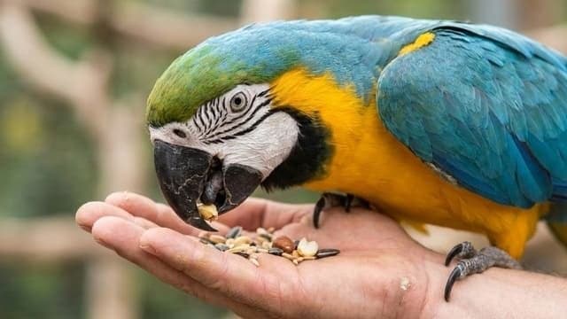 Arara Canindé — foto 8