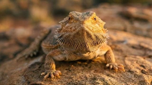 Dragão Barbudo — foto 6