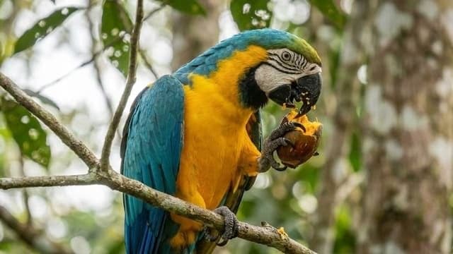 Arara Canindé — foto 1
