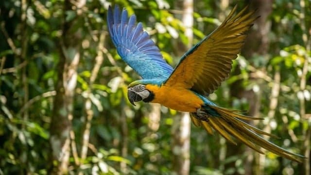 Arara Canindé — foto 2