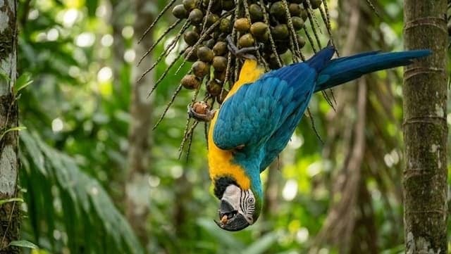 Arara Canindé — foto 3