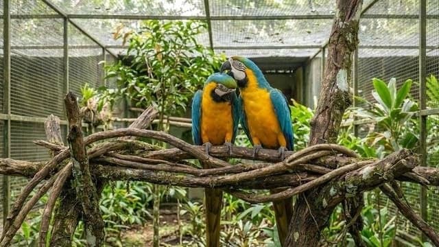Arara Canindé — foto 4