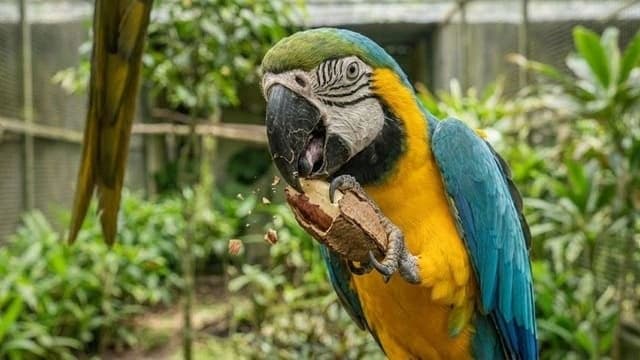 Arara Canindé — foto 6