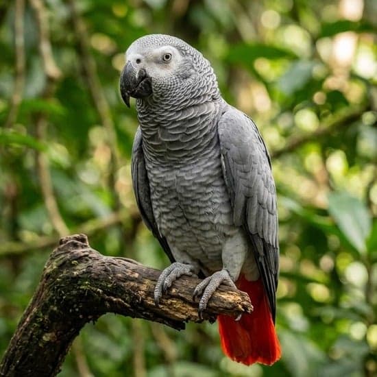 Papagaio do Congo (Cinza Africano) legalizado à venda na Jabutigre