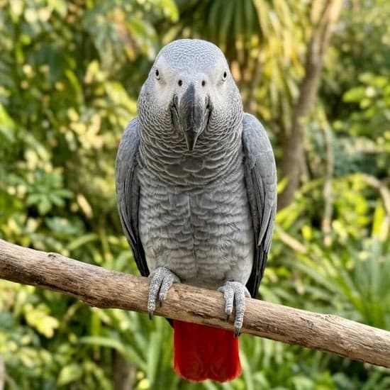 Papagaio do Congo (Cinza Africano) legalizado à venda na Jabutigre