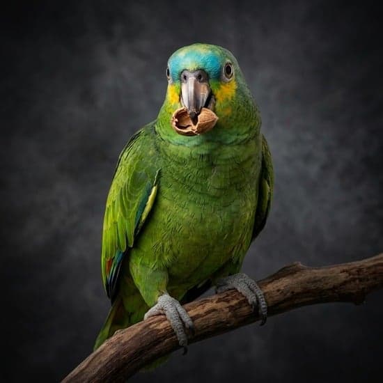 Papagaio Verdadeiro Amazona Aestiva em fotografia profissional