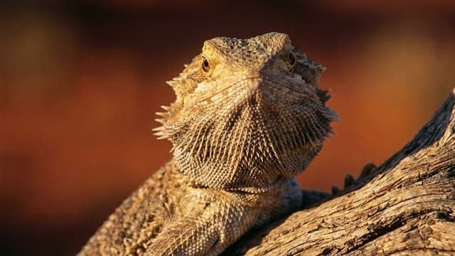 A Origem Geográfica da Pogona vitticeps: Do Outback Australiano para o Seu Terrário